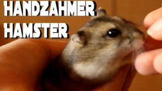 Handzahmer Hamster Tame hamster [upl. by Wainwright]