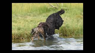 American Water Spaniel Club Video [upl. by Harwilll37]