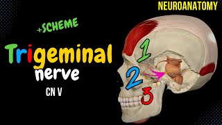 CN 5 Trigeminal Nerve EASY Scheme  Animation [upl. by Mortie]