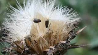 Milk thistle Oont katara cultivation technology Pakistan Dr Ashraf Sahibzada [upl. by Miran837]