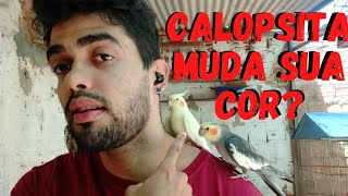 CALOPSITA MUDANDO DE COR  O QUE PODE SER [upl. by Llertac]