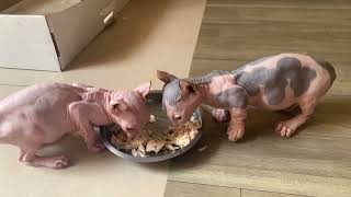 2MonthOld Sphynx Kitten Gobbles Chicken and Sticks to Its Human Like Glue [upl. by Razaele]