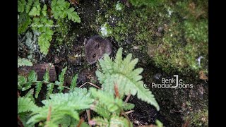 wood mouse Apodemus sylvaticus [upl. by Eoj362]