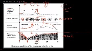 Grade 12 Life Sciences Human Reproduction Part 3 [upl. by Annibo]