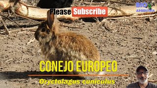 CONEJO EUROPEO EUROPEAN RABBIT Oryctolagus cuniculus nature rabbit conejo [upl. by Able6]