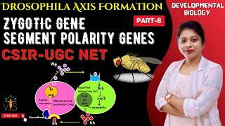 Drosophila Development8  Segment Polarity Genes [upl. by Stephen]