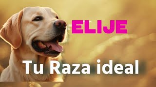 ELIJE LA RAZA DE PERRO ADECUADA PARA TI [upl. by Pelligrini]