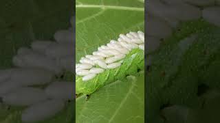 Parasitic braconid wasp larva on horn worm ￼insect caterpillar [upl. by Akemaj]