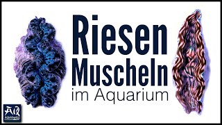 Tridacna und andere Riesenmuscheln im Aquarium  AquaOwner [upl. by Rubma]