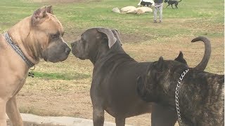 Cane Corso Park [upl. by Arimlede]