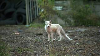 VIDEO Baby fox spotted on West Side [upl. by Aamsa]