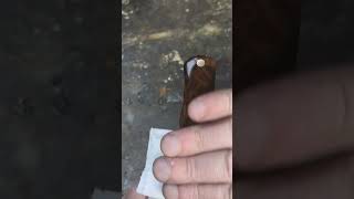 oiling a wooden knife handle [upl. by Crisey723]