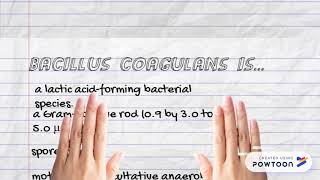 Bacillus Coagulans [upl. by Atinnor]