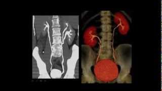 Anatomy revision part 1 by Dr Amr Saadawy [upl. by Ellissa811]