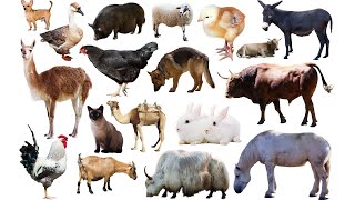 Domestic Animals Vocabulary ll 25 Domestic Animals Name In English With Pictures ll Domestic Animals [upl. by Atinal]