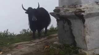 Himalayan Yak Attack at Panch Pokhari Sindhupalchok [upl. by Pizor702]