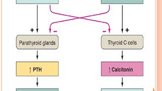 parathyroid hormone [upl. by Persas396]