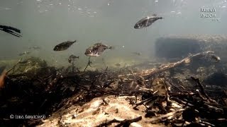 Underwater Wild SeriesThreespined Stickleback Gasterosteus aculeatus  Animalia Kingdom Show [upl. by Galven945]