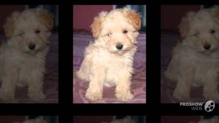 Schnoodle Dog breed [upl. by Stoughton]