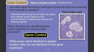 Gene Control Part 1 Eukaryotes [upl. by Ecinue281]