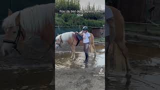 Pov du bist der Tollpatsch im Stall🥵 fyp horse comedy pferd [upl. by Newbold]