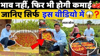 टमाटर खेती एक तरफ बाकि खेती एक तरफ 🍅😱🤯 King of All Vegetable Tomato Farming A to Z  Indian Farmer [upl. by Dressler179]