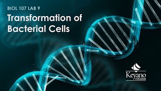 BIOL 107 Lab 9  Transformation of Bacterial Cells March 25 2021 [upl. by Ivad]