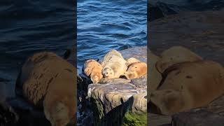 Sweet family funny cute funnyanimals seal animals sandiego california chill [upl. by Eicak430]