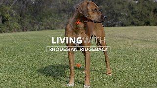 ALL ABOUT LIVING WITH RHODESIAN RIDGEBACKS [upl. by Seafowl]