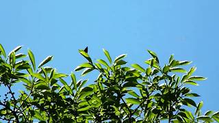 Whiteletter Hairstreak the triangle on the elm tree [upl. by Frankhouse]