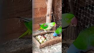 Papugi aleksandretty chińskie i większePsittacula birds parrot animals aviary cute parakeet [upl. by Hwang112]