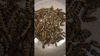 Cooking Mopane WORMS africanfood easyrecipe cooking [upl. by Mariam]