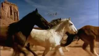 Horses Neighing  Horse Sounds  Horses Galloping [upl. by Cagle]