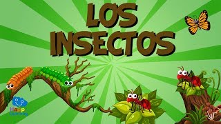 LOS INSECTOS  Vídeos Educativos para Niños [upl. by Rianna]