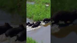 Hog Wild Funniest Pig Clips farm life pigs wild natureboar hog animals pigs farmshorts [upl. by Mongeau188]