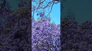 BEAUTIFUL JACARANDA PARK 4K jacaranda [upl. by Thessa446]