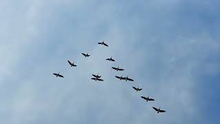 Flock of Greylag Geese Flying Overhead in V Formation [upl. by Toma101]