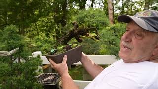 Canadian Bonsai Master David Easterbrook Presents His Legacy [upl. by Placida66]