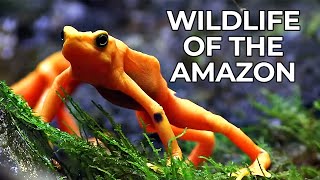 World of the Wild  Episode 1 The Amazon Rainforest  Free Documentary Nature [upl. by Paske]