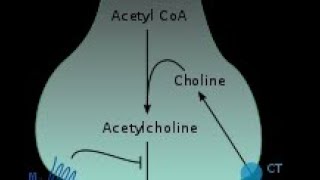 biosynthesis and catabolism of acetylcholine malayalam lectureMedicinal chemistry 1kuhsbpharm [upl. by Lisk]