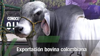 Exportación bovina colombiana  TvAgro por Juan Gonzalo Angel Restrepo [upl. by Letnahs]