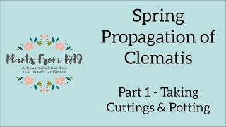 Spring Propagation of Clematis Part 1 [upl. by Marras]