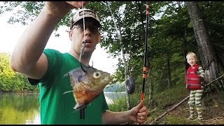 How to catch catfish from the bank  Bank fishing for catfish [upl. by Ilegna]