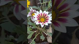 Gazania rigens Camera Action  TO BE CONTINUED [upl. by Haletky]