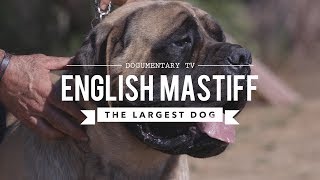 ALL ABOUT THE ENGLISH MASTIFF THE WORLDS LARGEST DOG [upl. by Omland]