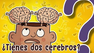 ¿Tienes dos cerebros [upl. by Hetty]