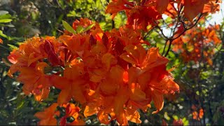 Rhododendron varieties different types of flowers flowers garden rhododendron flower nature [upl. by Sifan943]