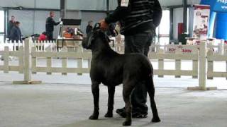 Cane Corso Dog Show in Italy [upl. by Meelak]