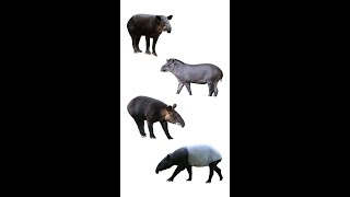 Types Of Tapir  Species Of Tapir  tapirs shorts [upl. by Davilman249]