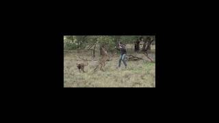 MAN VS KANGAROO [upl. by Ididn368]